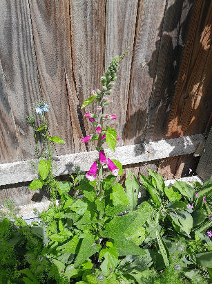 flowers
